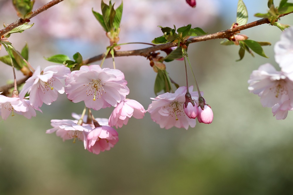 Hallo Frühling - Qigong Erlebnistag