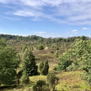 blick-über-den-totengrund-bei-wilsede-in-der-lüneburger-heide.webp