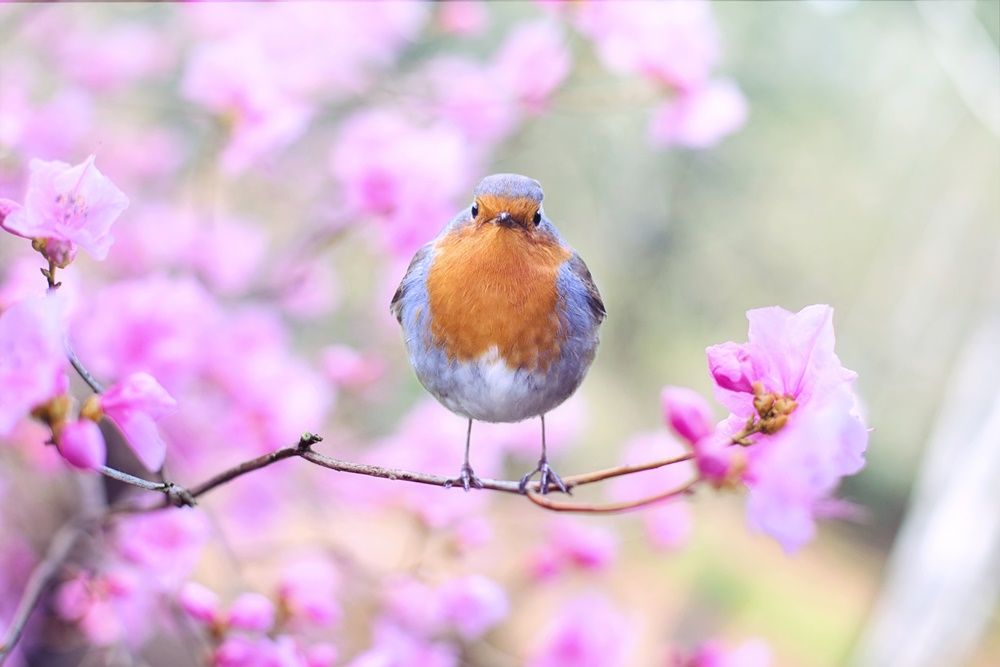 Dem Frühling entgegen